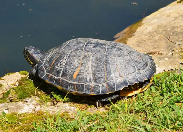 Turtle basking