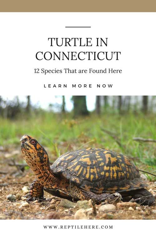 Turtle in Connecticut
