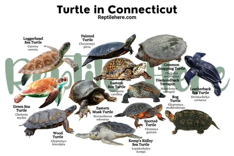 Turtle in Connecticut
