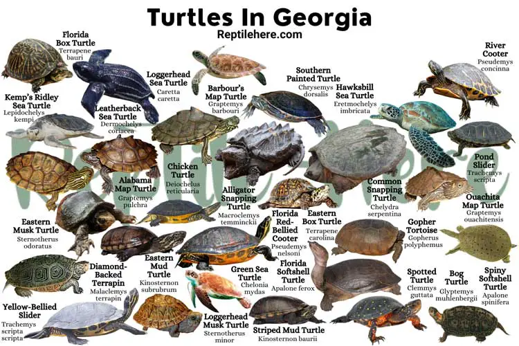 Turtles In Georgia – 29 Species That are Found Here