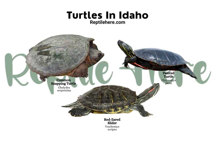 Turtles In Idaho