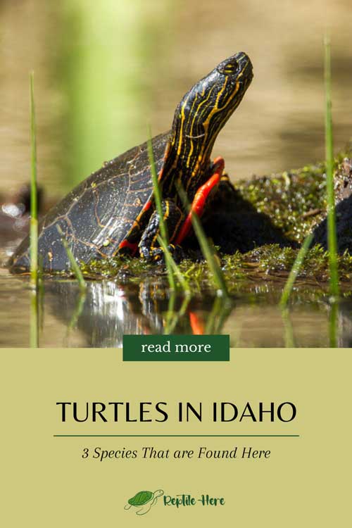 Turtles In Idaho