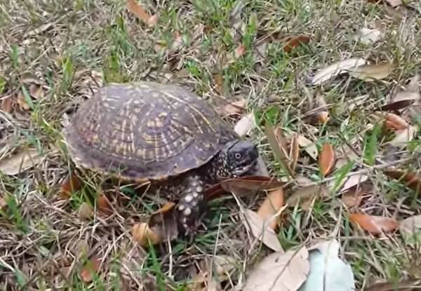 Turtles Make Sounds