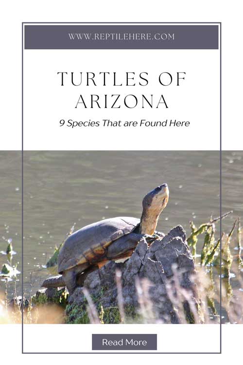 Turtles Of Arizona
