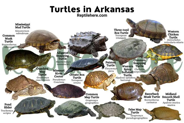 Turtles in Arkansas – 16 Species That are Found Here