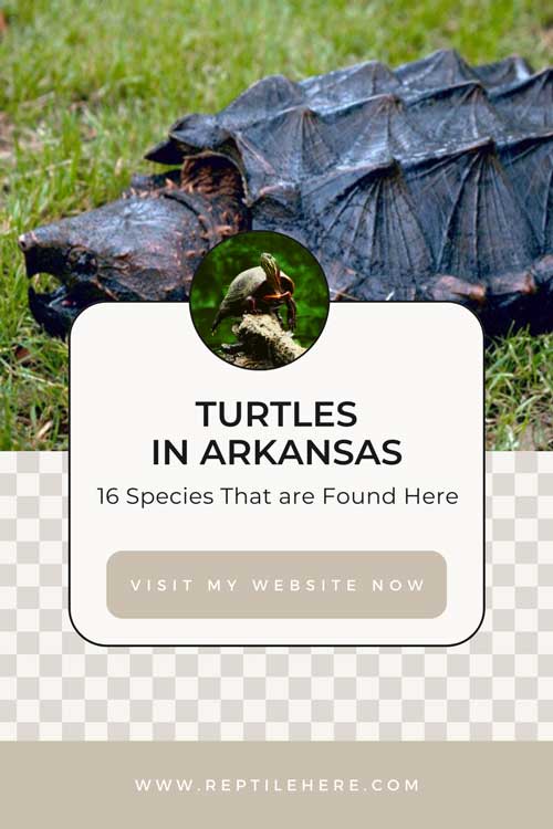 Turtles in Arkansas