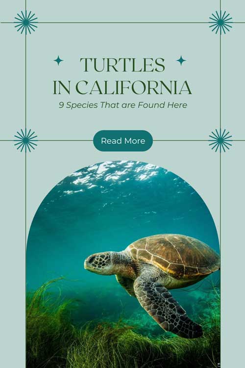 Turtles in California