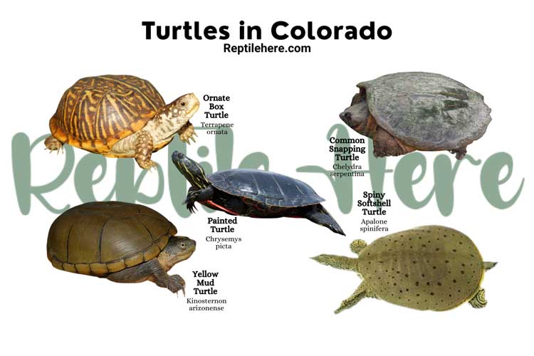 Turtles in Colorado
