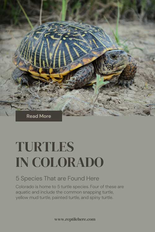 Turtles in Colorado