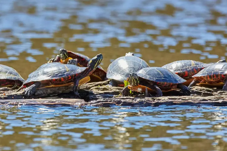 Turtles in Delaware 8 Species That are Found Here