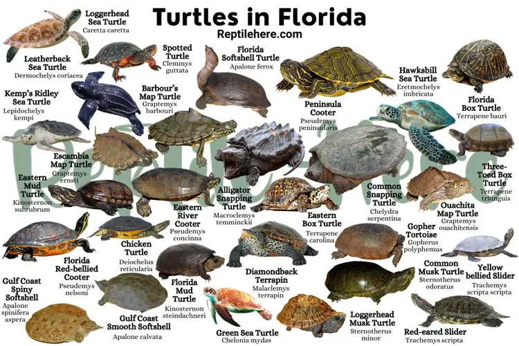 Turtles in Florida – 29 Species That are Found Here