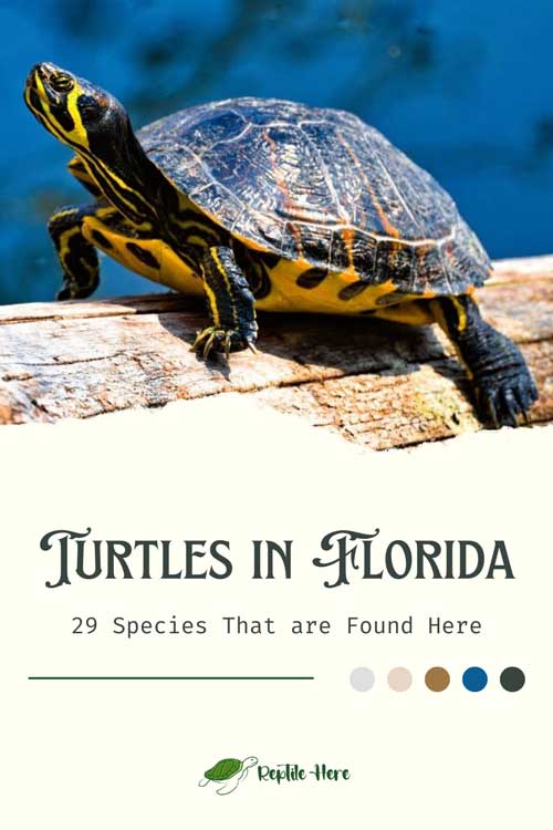 Turtles in Florida
