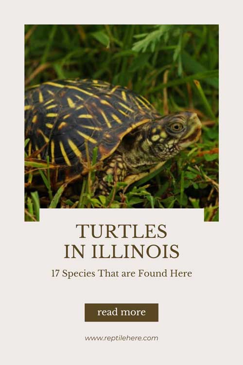 Turtles in Illinois