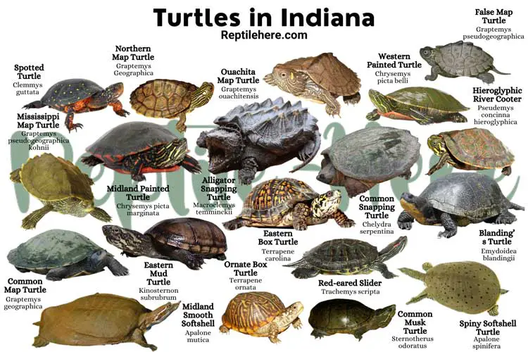 Turtles in Indiana – 19 Species That are Found Here