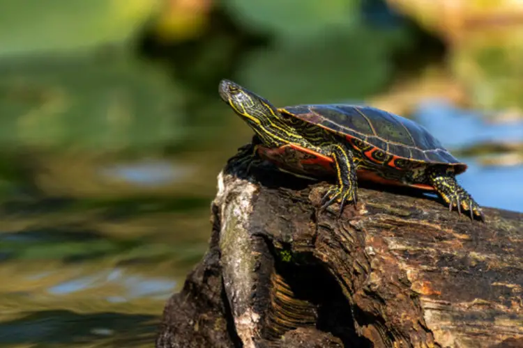 Turtles in Indiana - 19 Species That are Found Here