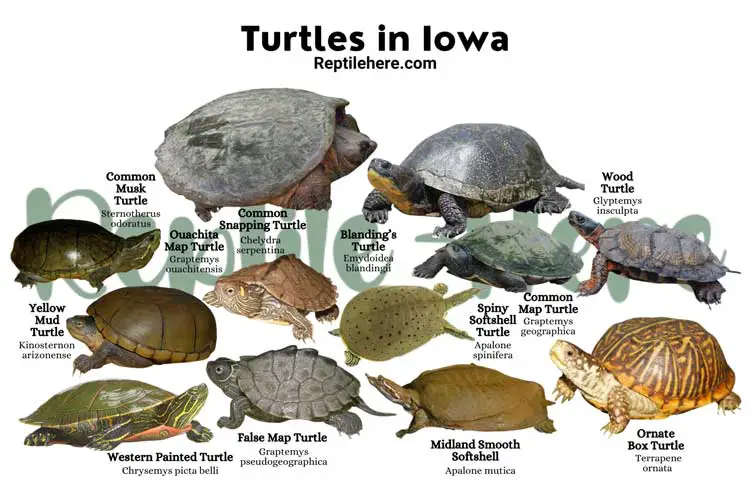 Turtles in Iowa – 12 Species That are Found Here