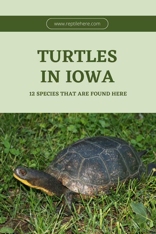 Turtles in Iowa
