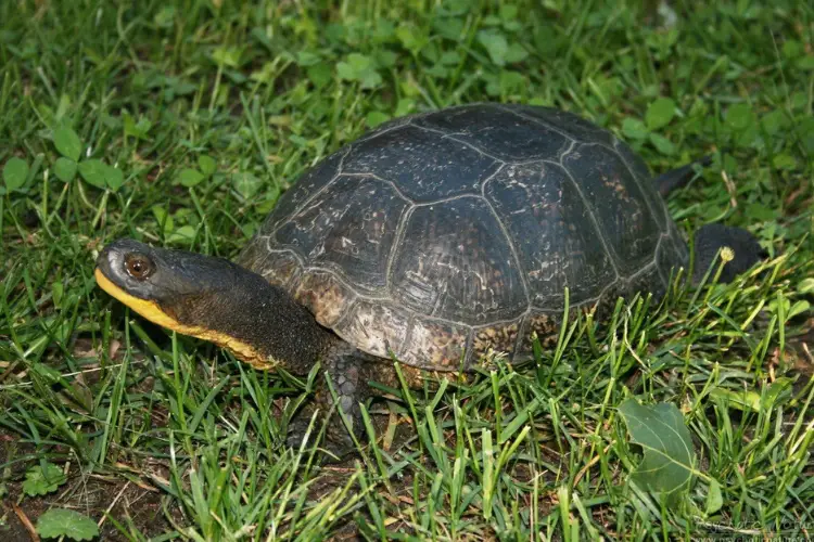 Turtles in Iowa - 12 Species That are Found Here