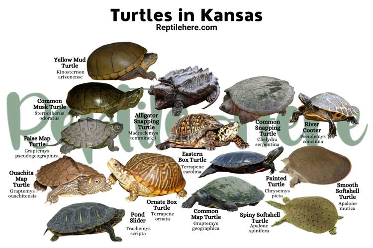 Turtles in Kansas – 14 Species That are Found Here