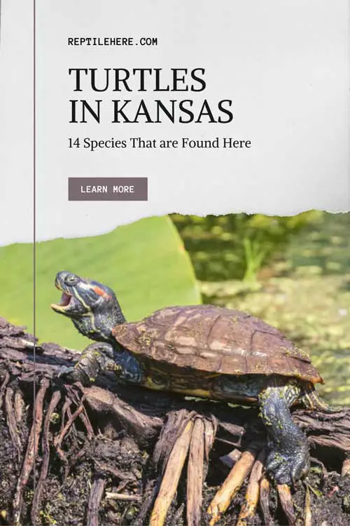 Turtles in Kansas