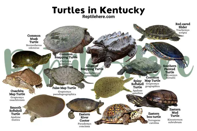 Turtles in Kentucky – 13 Species That are Found Here