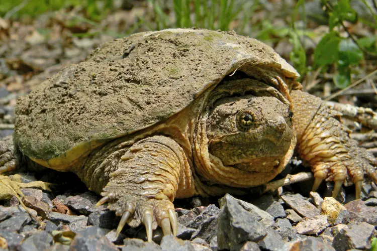 Turtles in Kentucky - 13 Species That are Found Here