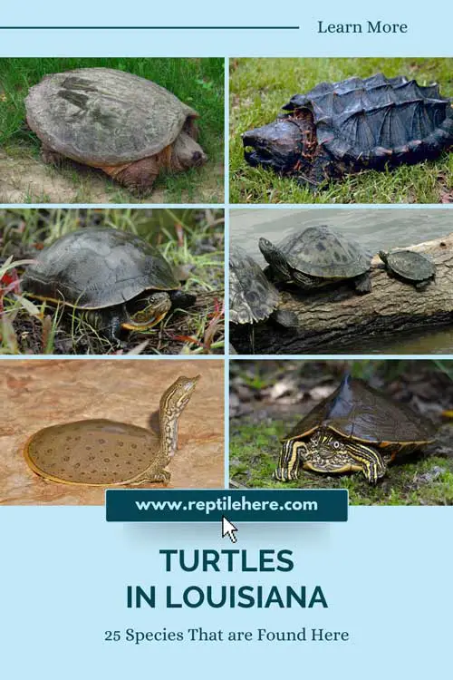 Turtles in Louisiana