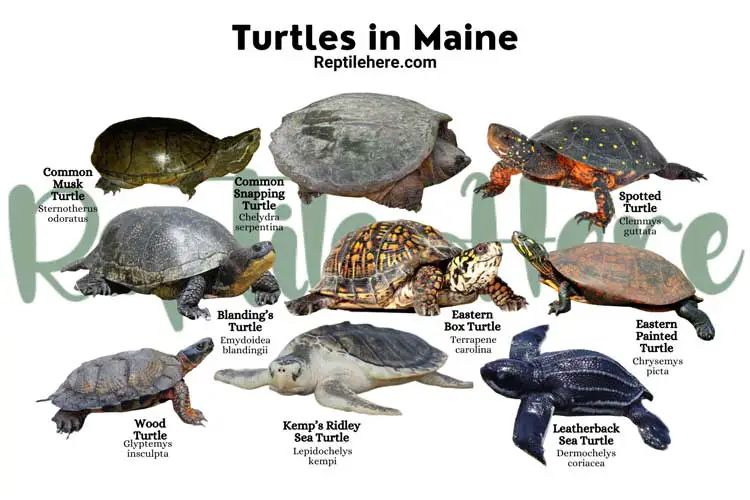 Turtles in Maine