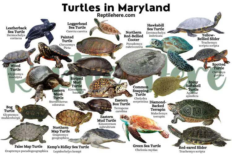 Turtles in Maryland – 21 Species That are Found Here