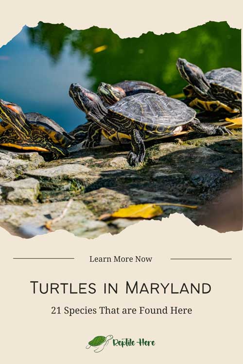 Turtles in Maryland - 21 Species That are Found Here