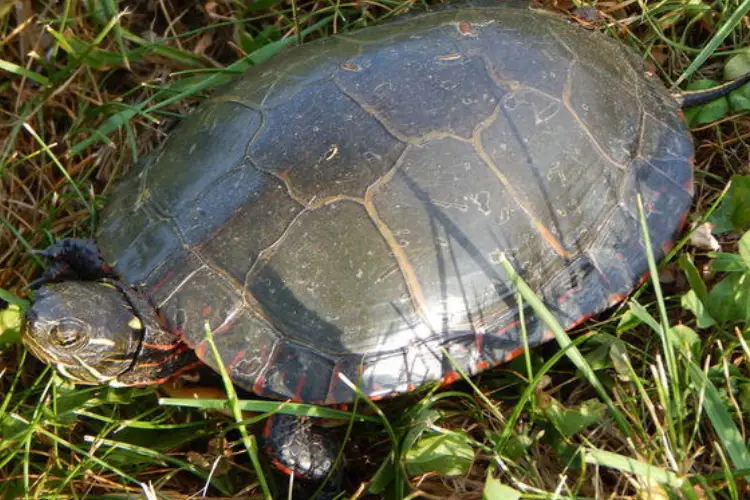 Turtles In Maryland 21 Species That Are Found Here 