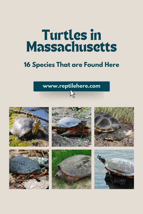 Turtles in Massachusetts