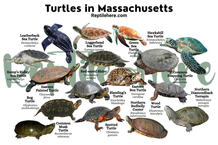 Turtles in Massachusetts – 16 Species That are Found Here