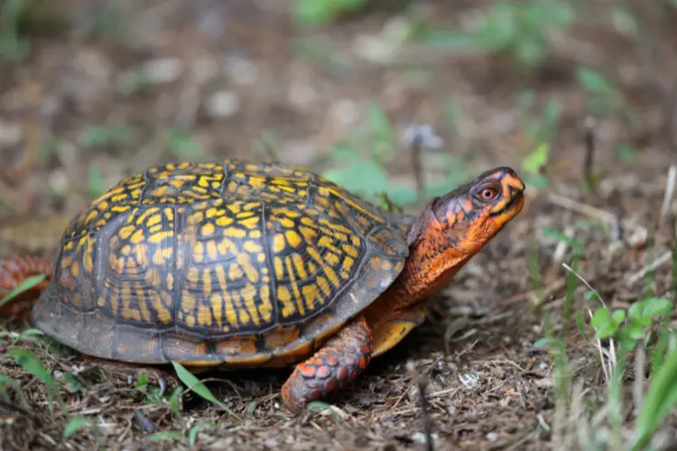 Turtles in Massachusetts - 16 Species That are Found Here