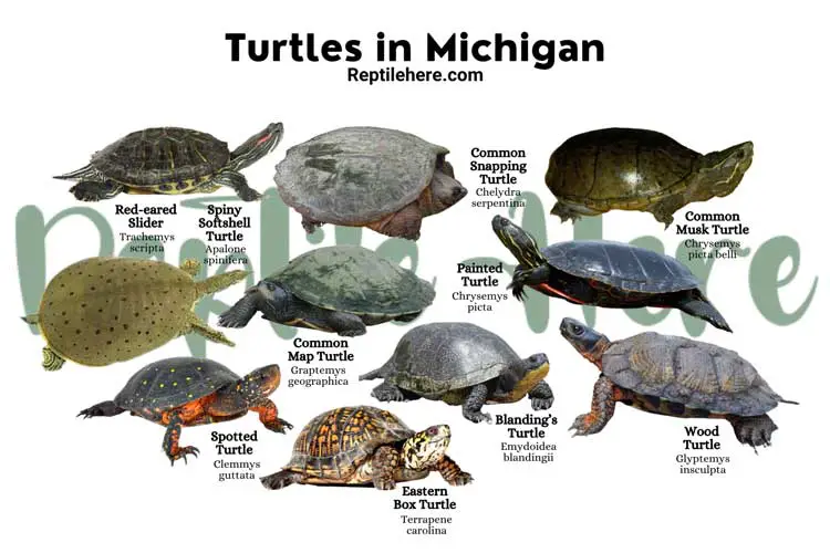 Turtles in Michigan