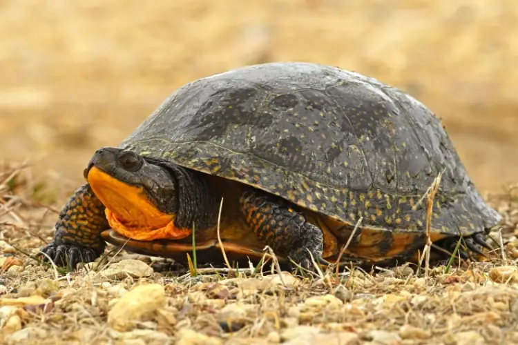 Turtles in Michigan - 10 Species That are Found Here