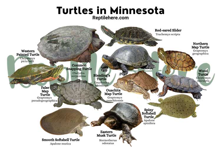 Turtles in Minnesota – 11 Species That are Found Here