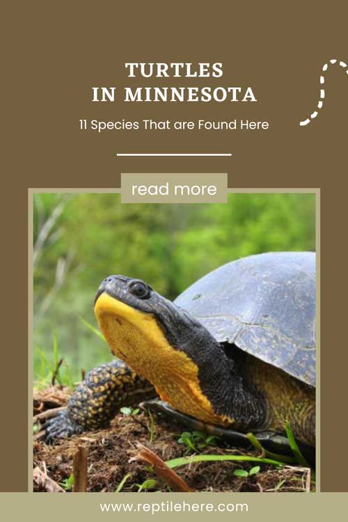 Turtles in Minnesota