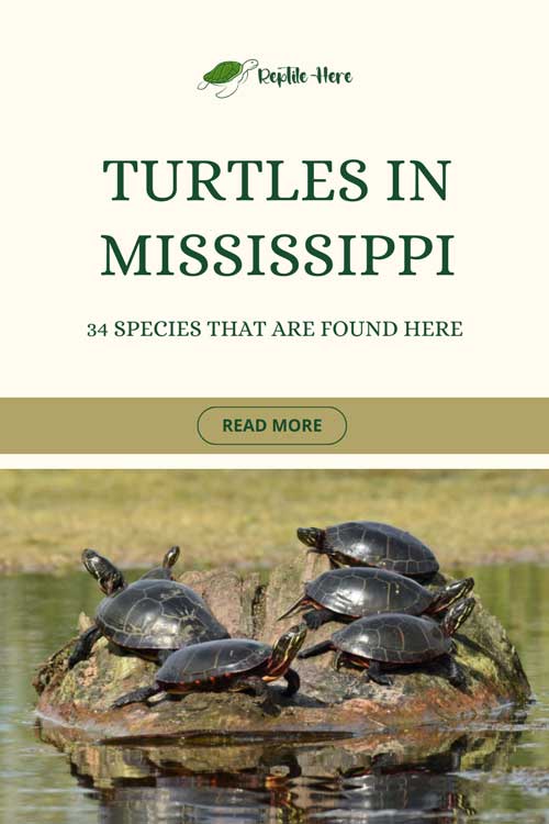 Turtles in Mississippi