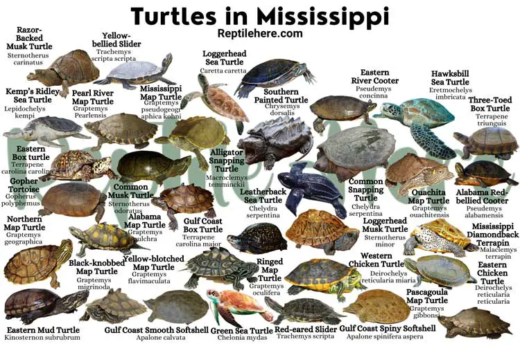 Turtles in Mississippi – 34 Species That are Found Here