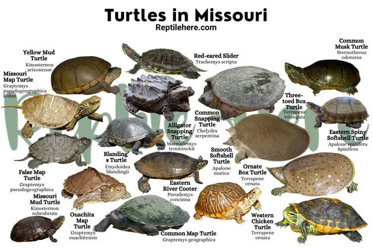 Turtles in Missouri – 17 Species That are Found Here