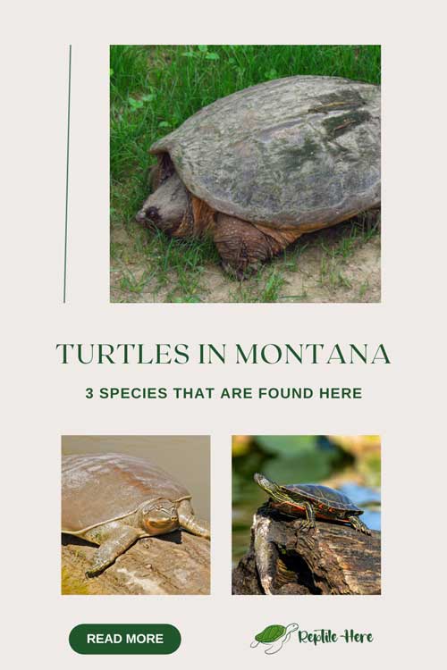 Turtles in Montana