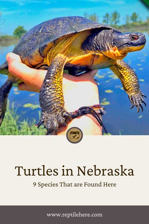 Turtles in Nebraska