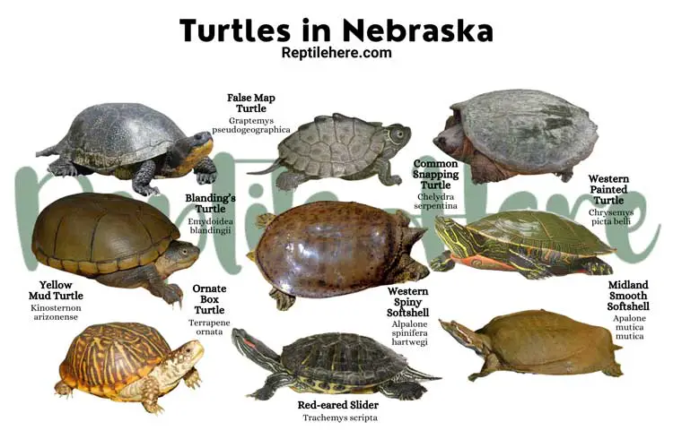 Turtles in Nebraska – 9 Species That are Found Here