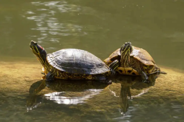 Turtles in Nebraska - 9 Species That are Found Here