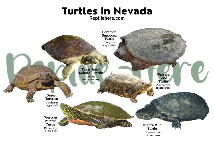 Turtles in Nevada