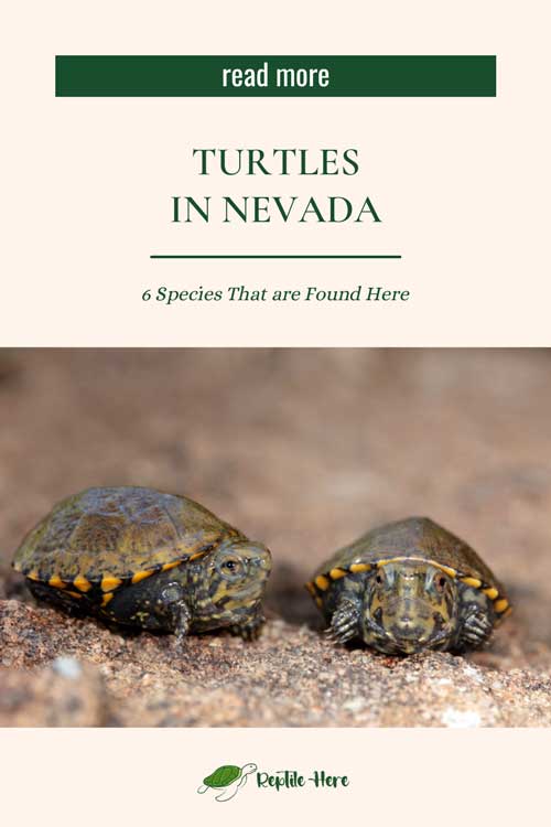 Turtles in Nevada