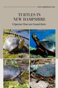 Turtles in New Hampshire - 9 Species That are Found Here