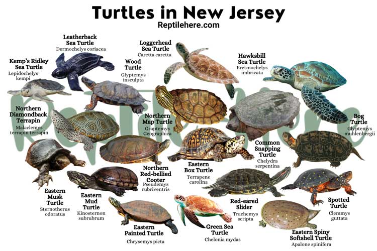 Turtles in New Jersey – 18 Species That are Found Here