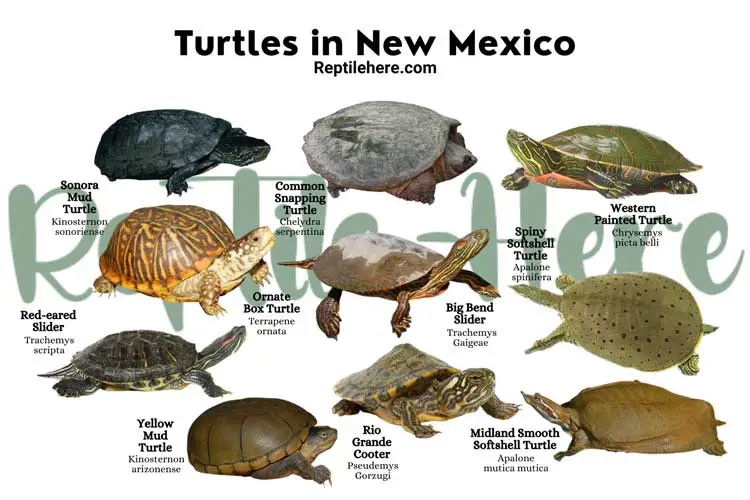 Turtles in New Mexico – 10 Species That are Found Here